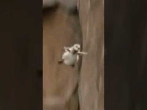 Chicks Jump Off Cliff to Dream On!!