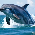 Astonishing Breakthrough: Scientists Decode the Language of Dolphins, Unveiling Secrets of the Deep